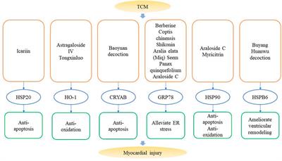 Traditional Chinese Medicine Targeting Heat Shock Proteins as Therapeutic Strategy for Heart Failure